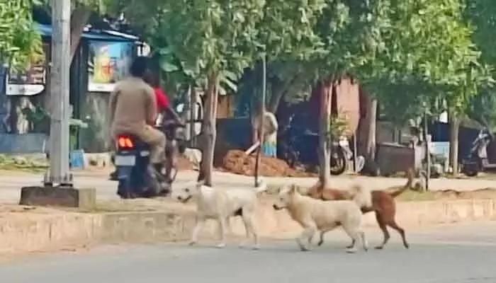 ఐదుగురిని కరిచిన పిచ్చికుక్క.. చిన్నారులకు గాయాలు..! ఐదుగురిని కరిచిన పిచ్చికుక్క.. చిన్నారులకు గాయాలు..!