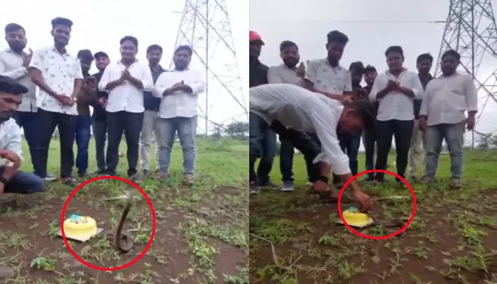 Viral Video: హ్యాపీ బర్త్ డే నాగూభాయ్..! నాగులపంచమి రోజున పాముకు కేక్ కటింగ్ Viral Video: హ్యాపీ బర్త్ డే నాగూభాయ్..! నాగులపంచమి రోజున పాముకు కేక్ కటింగ్