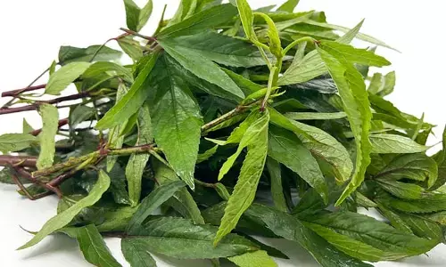 sorrel leaves: ఈ ఆకుకూర రోజూ తీసుకుంటే ఆ అనారోగ్య సమస్యలన్నీ పరార్‌..!