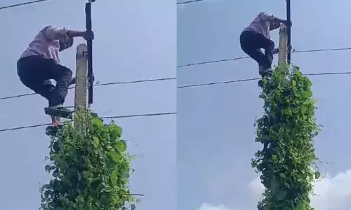 దిశ ఎఫెక్ట్.. అల్లుకున్న తీగలను తొలగించిన సిబ్బంది