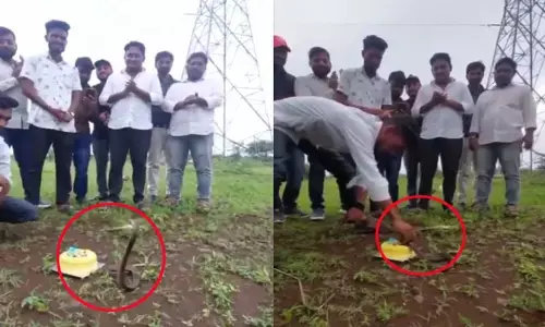 Viral Video: హ్యాపీ బర్త్ డే నాగూభాయ్..! నాగులపంచమి రోజున పాముకు కేక్ కటింగ్