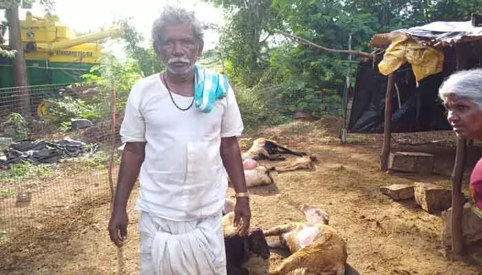 కుక్కల దాడిలో 8 గొర్రె పొట్టేళ్లు మృతి..! కుక్కల దాడిలో 8 గొర్రె పొట్టేళ్లు మృతి..!