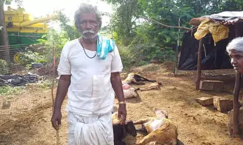 కుక్కల దాడిలో 8 గొర్రె పొట్టేళ్లు మృతి..!