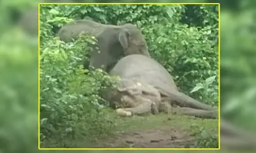 Odisha : అమ్మా.. లే అమ్మా.. పాపం పిల్ల ఏనుగు! హృదయ విదారకర ఘటన.. వైరల్