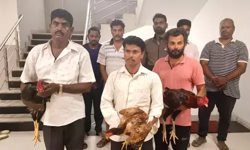 కోడి పందాల బెట్టింగ్ ముఠా అరెస్ట్