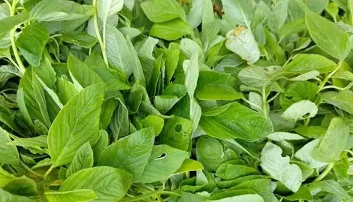 Leaf green vegetables: ఆ ఆకు కూరలతో కిడ్నీ సమస్యలకు చెక్ పెట్టొచ్చని తెలుసా Leaf green vegetables: ఆ ఆకు కూరలతో కిడ్నీ సమస్యలకు చెక్ పెట్టొచ్చని తెలుసా
