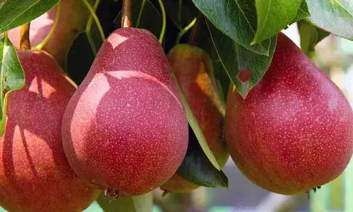 Red Pear : రెడ్‌ పియర్ పండ్లతో లెక్కలేనన్ని ప్రయోజనాలు !
