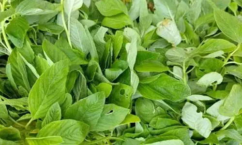 Leaf green vegetables: ఆ ఆకు కూరలతో కిడ్నీ సమస్యలకు చెక్ పెట్టొచ్చని తెలుసా