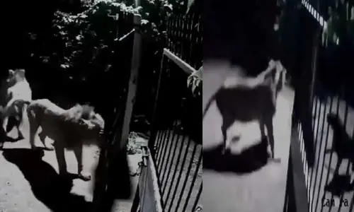 Video Viral:సింహాలతో గ్రామసింహాల ఢీ..తర్వాత ఏమైందంటే?