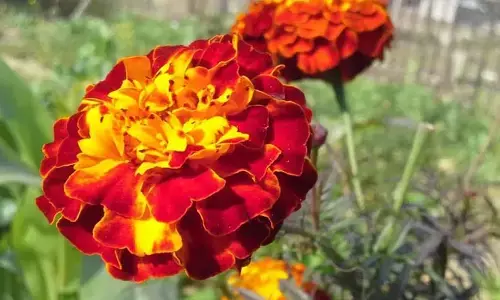 Allergy: వర్షాకాలంలో ఈ పువ్వులకు దూరంగా ఉండటమే మంచిది.. లేదంటే ఆ సమస్యలు వచ్చే ప్రమాదం