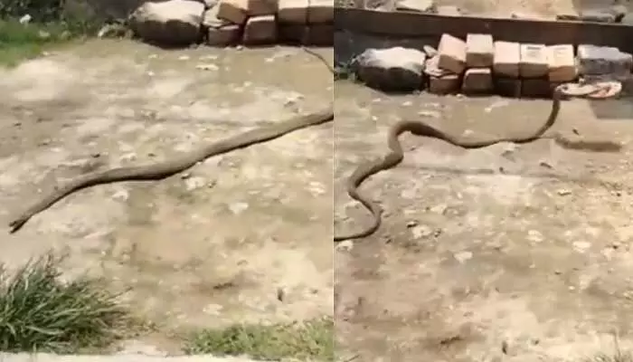 Viral Video: వామ్మో ఇది దొంగ పాము.. ఏం ఎత్తుకెళ్లిందో తెలిస్తే షాక్ అవ్వాల్సిందే Viral Video: వామ్మో ఇది దొంగ పాము.. ఏం ఎత్తుకెళ్లిందో తెలిస్తే షాక్ అవ్వాల్సిందే