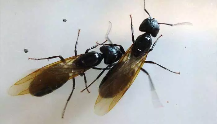 Flying Ants : వర్షాకాలంలో ఎగిరే చీమలు విసిగిస్తున్నాయా.. వాటిని ఇలా వదిలించుకోండి.. Flying Ants : వర్షాకాలంలో ఎగిరే చీమలు విసిగిస్తున్నాయా.. వాటిని ఇలా వదిలించుకోండి..