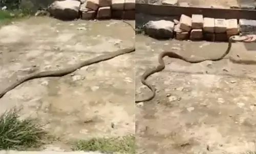 Viral Video: వామ్మో ఇది దొంగ పాము.. ఏం ఎత్తుకెళ్లిందో తెలిస్తే షాక్ అవ్వాల్సిందే