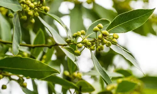 Bay Leaves for Sugar: ఈ ఒక్క ఆకుతో షుగర్ వ్యాధి కంట్రోల్.. ఎలా వాడాలంటే..