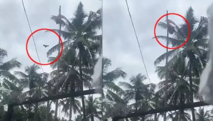 Trending: స్వాతంత్య్ర దినోత్సవం రోజున అద్భుతం చేసిన పక్షి.. సోషల్ మీడియాలో వీడియో వైరల్ Trending: స్వాతంత్య్ర దినోత్సవం రోజున అద్భుతం చేసిన పక్షి.. సోషల్ మీడియాలో వీడియో వైరల్