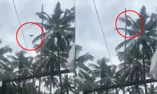 Trending: స్వాతంత్య్ర దినోత్సవం రోజున అద్భుతం చేసిన పక్షి.. సోషల్ మీడియాలో వీడియో వైరల్