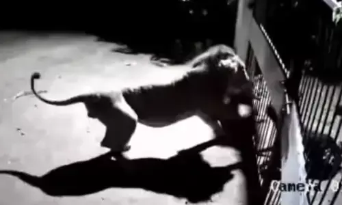 DOG Vs LION : చీకట్లో సింహాలకు చుక్కలు చూపించిన కుక్కలు... గేటు దగ్గరే యుద్ధం ప్రకటించాయి...(VIDEO)