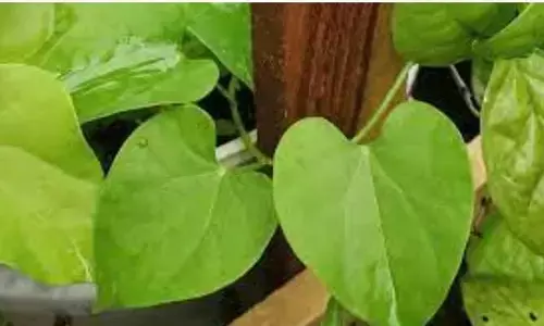Giloy Plant : ఈ ఆయుర్వేద ఆకుతో 100 కంటే ఎక్కువ ప్రయోజనాలు.. అవేంటో చూసేద్దామా..