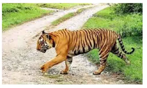 మంగి అడవి ప్రాంతంలో పులి సంచారం