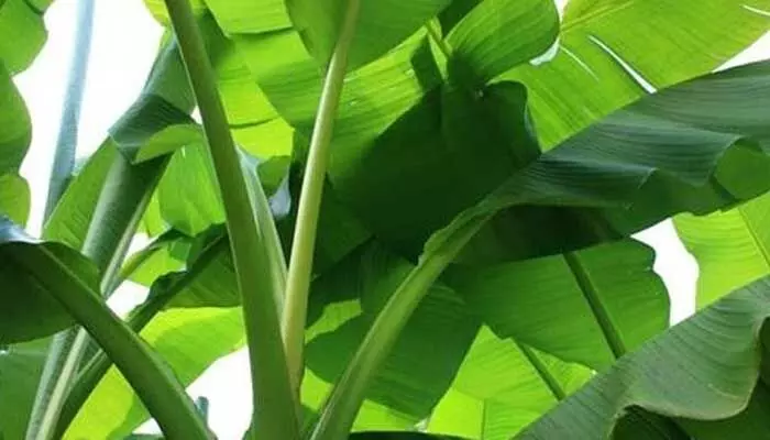 Health Benefits : అరటి ఆకుల రసంతో ఇన్ని ఆరోగ్య ప్రయోజనాలా.. అవేంటో చూసేద్దామా.. Health Benefits : అరటి ఆకుల రసంతో ఇన్ని ఆరోగ్య ప్రయోజనాలా.. అవేంటో చూసేద్దామా..