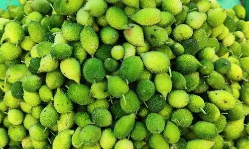 Kantola : 90 రోజులు మాత్రమే లభించే కూరగాయ.. అందులో అనేక ఔషధగుణాలు..