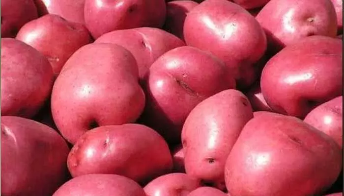 Red potato : ఎర్ర బంగాళాదుంపలు ఎప్పుడైనా తిన్నారా.. దీంతో ఎన్ని ప్రయోజనాలో.. Red potato : ఎర్ర బంగాళాదుంపలు ఎప్పుడైనా తిన్నారా.. దీంతో ఎన్ని ప్రయోజనాలో..