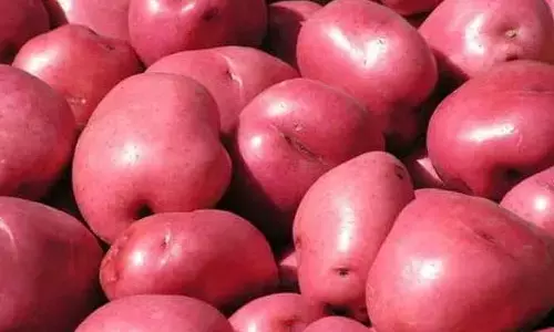 Red potato : ఎర్ర బంగాళాదుంపలు ఎప్పుడైనా తిన్నారా.. దీంతో ఎన్ని ప్రయోజనాలో..