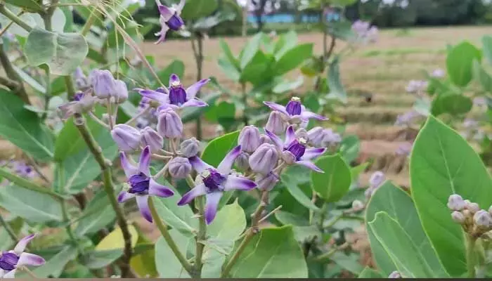 Aak plant tree : ఈ ఆకులతో అనేక ఆరోగ్య ప్రయోజనాలు.. Aak plant tree : ఈ ఆకులతో అనేక ఆరోగ్య ప్రయోజనాలు..
