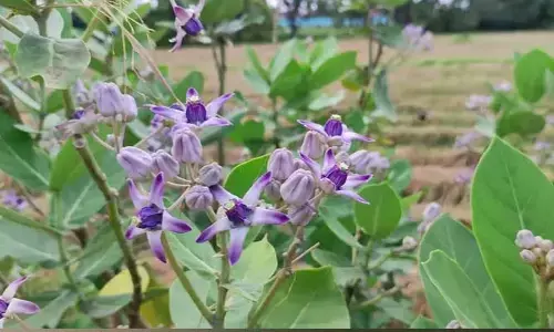 Aak plant tree : ఈ ఆకులతో అనేక ఆరోగ్య ప్రయోజనాలు..