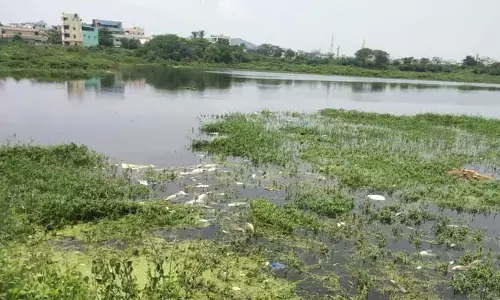 మీర్ పేట్ పెద్ద చెరువులో చేపలు మృతి