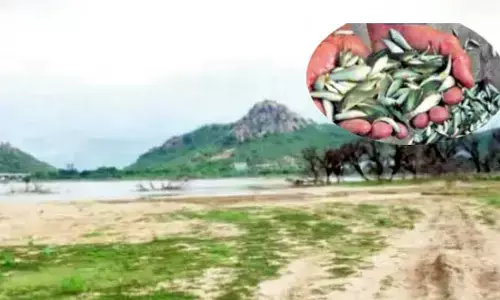 చెరువులు వెలవెల.... చేపల పంపిణీ ఎలా..?