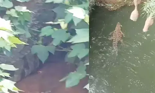 Crocodile:ప్రాణభయంతో పరుగులు తీసిన కూలీలు..పొలంలో అడుగు పెట్టగానే గుండె ఆగినంత పనైందా?