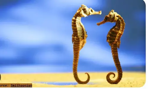 COUPLE GOALS: భాగస్వామికి గుడ్ మార్నింగ్ చెప్పి, హగ్ ఇచ్చాకే మరో పని.. ఆశ్చర్యం కలిగిస్తున్న ఈ జంతువు ప్రవర్తన..