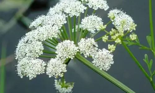 Poisonous Plant: నవ్వుతో చంపేస్తున్న మొక్క..