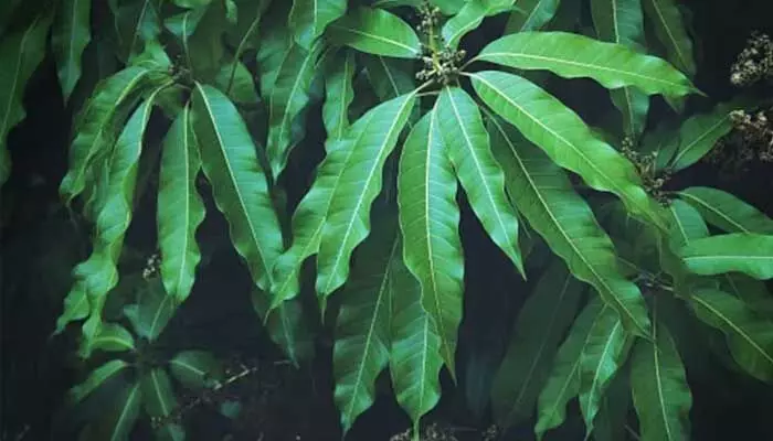 Mango Leaves : మామిడి ఆకుల్లో అనేక ఔషధ గుణాలు.. ఎలా పనిచేస్తుందో తెలుసా.. Mango Leaves : మామిడి ఆకుల్లో అనేక ఔషధ గుణాలు.. ఎలా పనిచేస్తుందో తెలుసా..