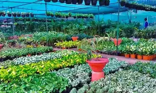 Business : మొక్కలతో బిజినెస్.. లక్షల్లో ఆదాయం.. ఐడియా సూపర్!