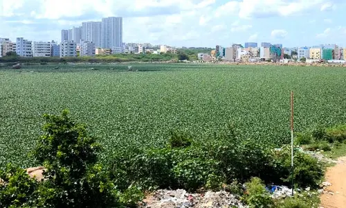 కనుమరుగవుతున్న కాముని చెరువు