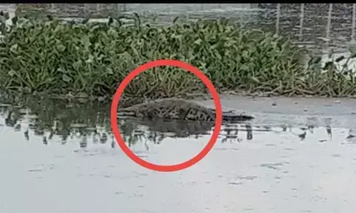 పాతబస్తీలో మొసలి కలకలం