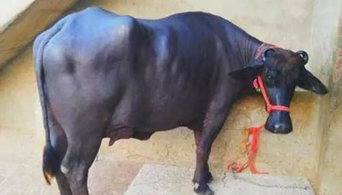 Murra buffalo: ఈ జాతి గేదెను పెంచితే.. రోజుకి ఎంత మిగులుతాయంటే? Murra buffalo: ఈ జాతి గేదెను పెంచితే.. రోజుకి ఎంత మిగులుతాయంటే?