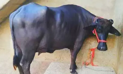 Murra buffalo: ఈ జాతి గేదెను పెంచితే.. రోజుకి ఎంత మిగులుతాయంటే?