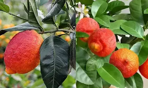 Red Lemon: ఎర్ర నిమ్మకాయ గురించి ఎప్పుడైనా విన్నారా.. దీని ధరెంతో తెలిస్తే షాకవ్వాల్సిందే?