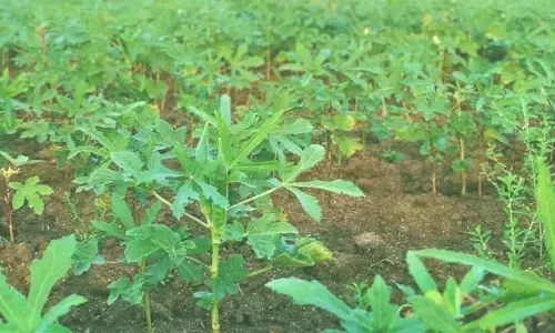 Agriculture: వేసిన పంటలకు దిగుబడి రావాలంటే.. రైతన్నలు వీటిని పాటిస్తే చాలు