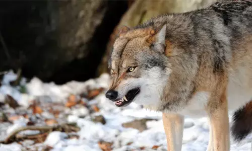 Man Eater Wolves: నరమాంస భక్షక తోడేళ్లు.. నెలన్నరలో 8 మంది బలి