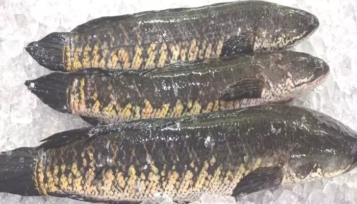 Fish Farming: కొర్రమీను చేపల పెంపకంతో లక్షల్లో లాభాలు! Fish Farming: కొర్రమీను చేపల పెంపకంతో లక్షల్లో లాభాలు!