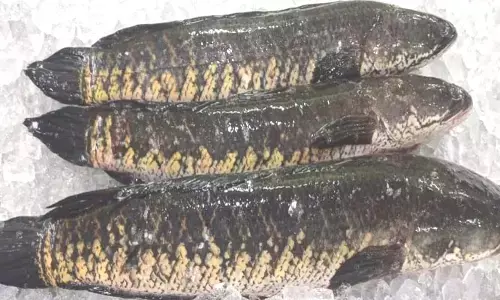 Fish Farming: కొర్రమీను చేపల పెంపకంతో లక్షల్లో లాభాలు!