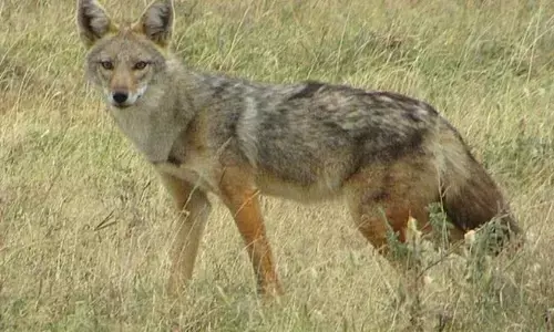 Jackal attack: ఉత్తరప్రదేశ్ లో నక్కల బీభత్సం.. 12 మందికి గాయాలు