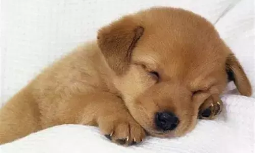 Dogs - Dreams: కుక్కలు ఇలాంటి కలలు కంటాయా? పెట్ లవర్స్‌కు సైతం ఆశ్చర్యం కలిగించే వాస్తవాలు..