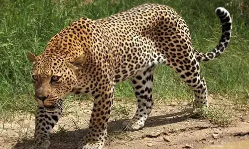 Cheetah: చిరుత కోసం సెర్చ్ ఆపరేషన్.. ఎక్కడంటే..!