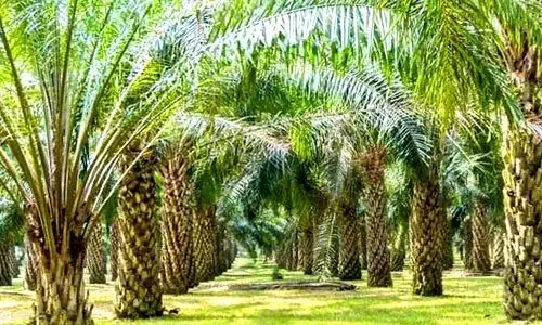 ఆయిల్ ఫాం రైతులకు మహర్దశ