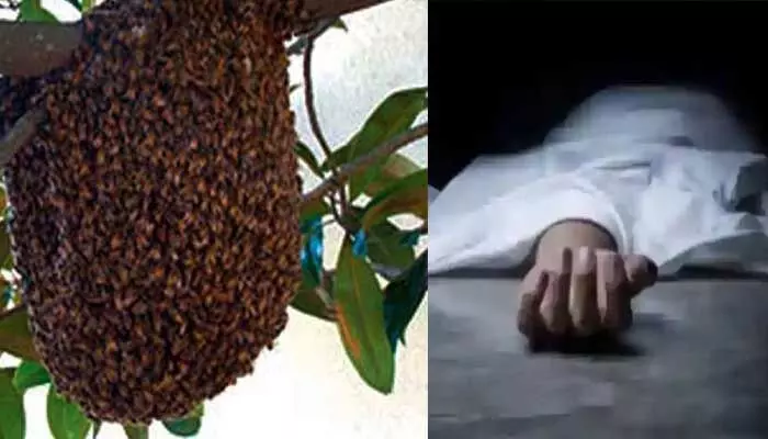 Terrible tragedy:తేనెటీగల దాడిలో ఇద్దరు మృతి.. ముగ్గురి పరిస్థితి విషమం Terrible tragedy:తేనెటీగల దాడిలో ఇద్దరు మృతి.. ముగ్గురి పరిస్థితి విషమం